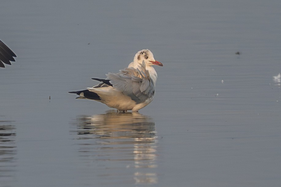 racek hnědohlavý - ML645548290