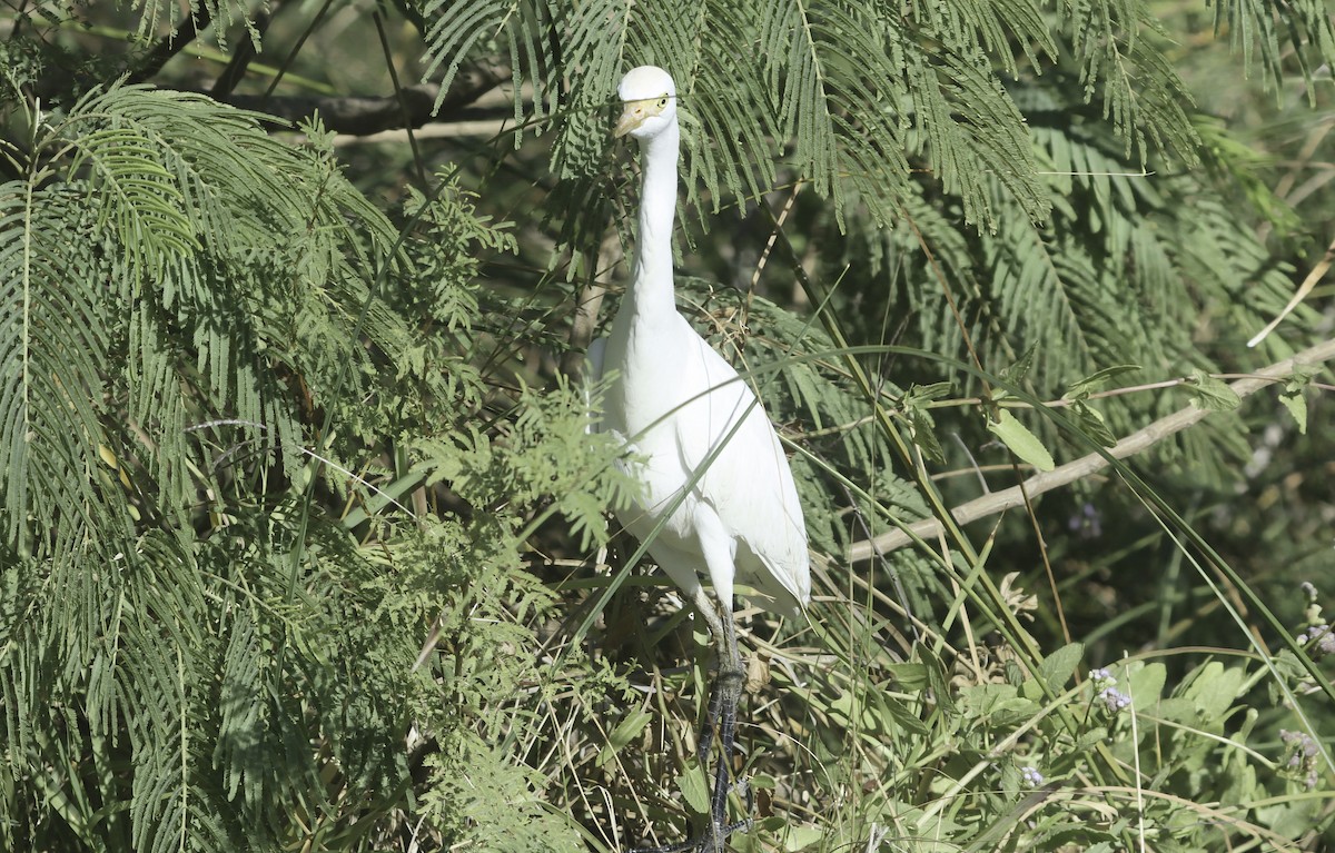 Western Cattle-Egret - ML645548300