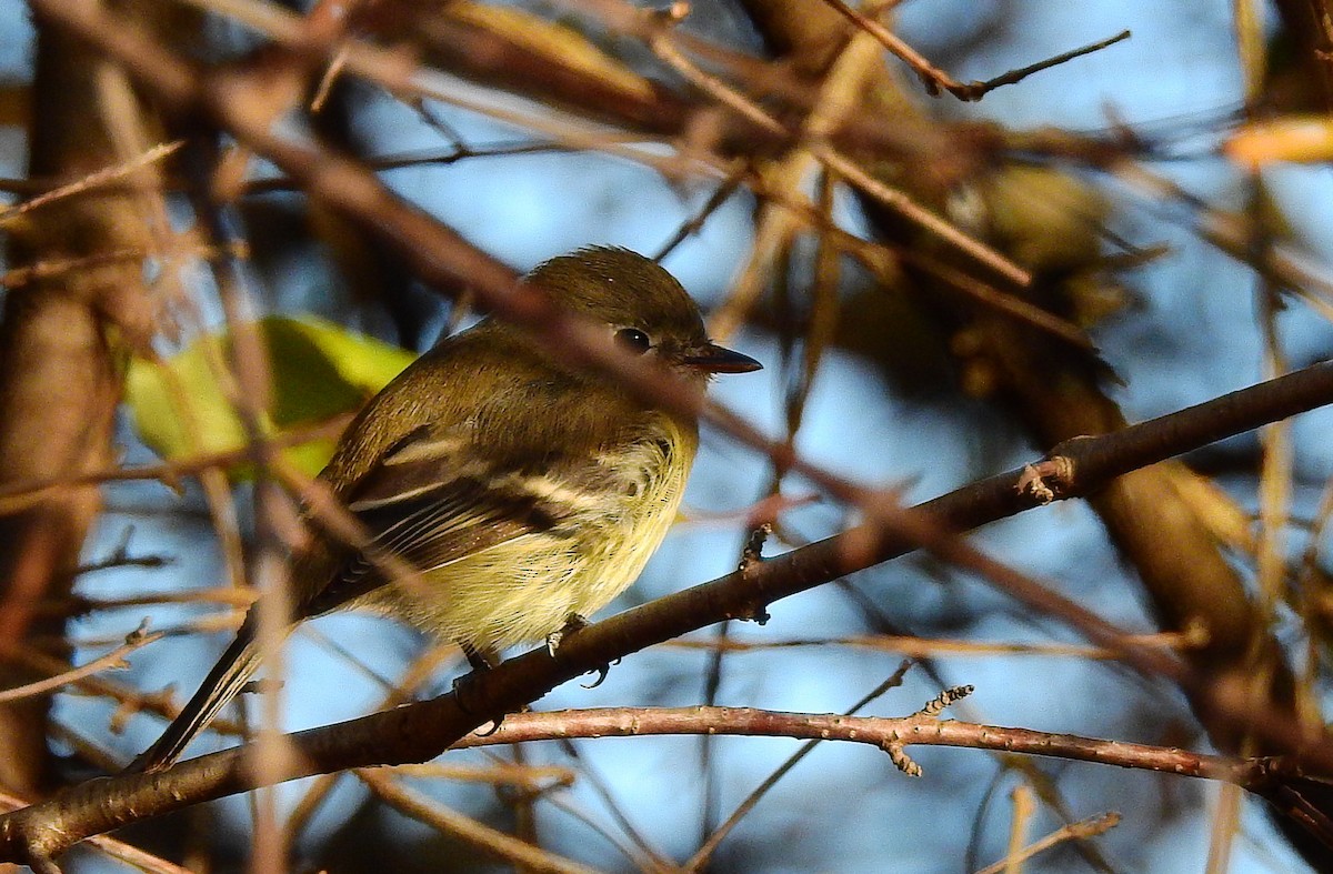 Least Flycatcher - ML645548310