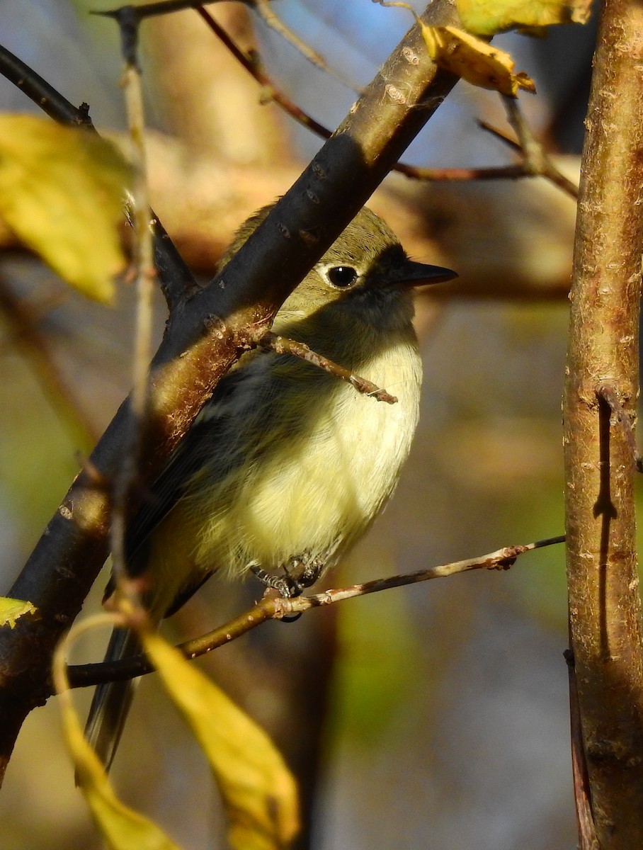 Least Flycatcher - ML645548311