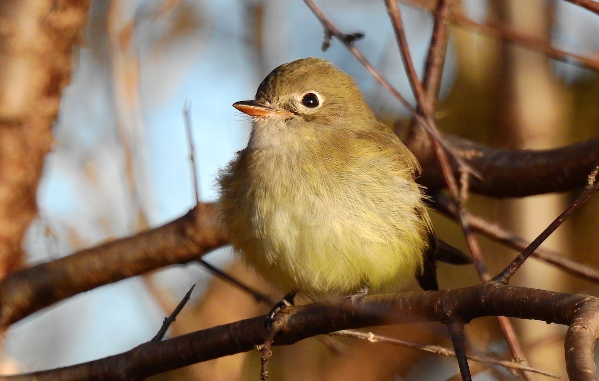 Least Flycatcher - ML645548312