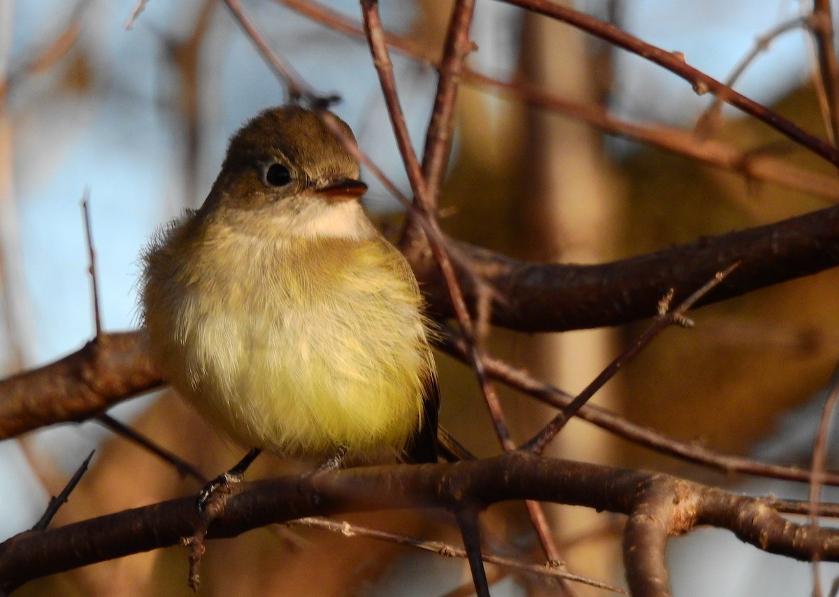 Least Flycatcher - ML645548313