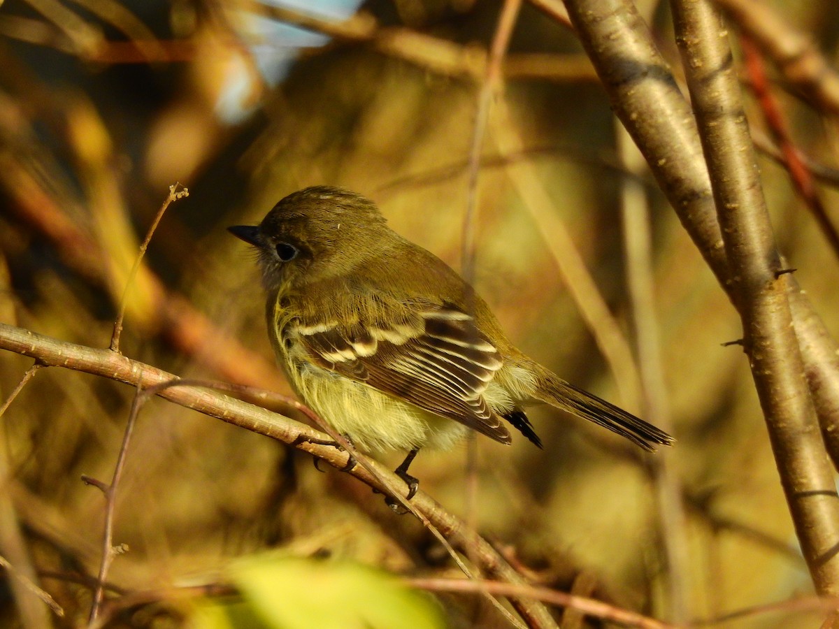 Least Flycatcher - ML645548314