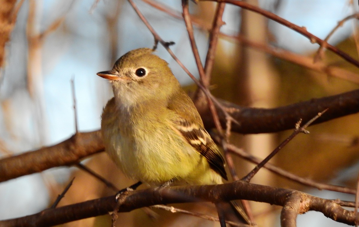 Least Flycatcher - ML645548315