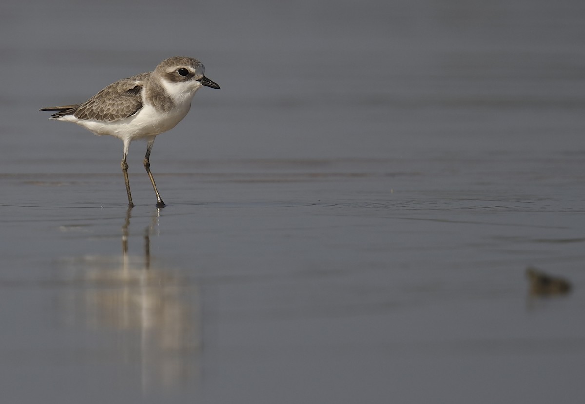 Tibet Cılıbıtı - ML645548324