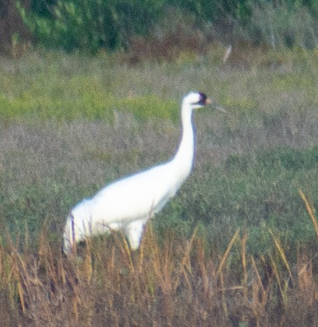 trompettrane - ML645548335