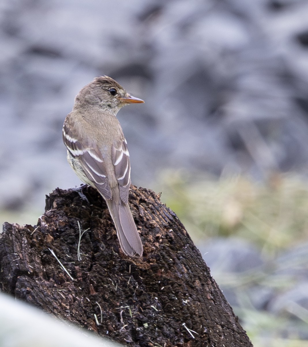 Піві-малюк оливковий - ML645548343