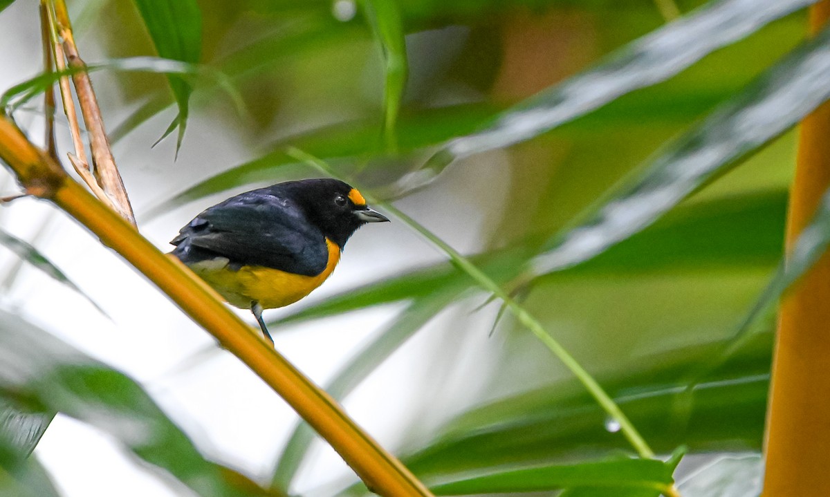 White-vented Euphonia - ML645548345