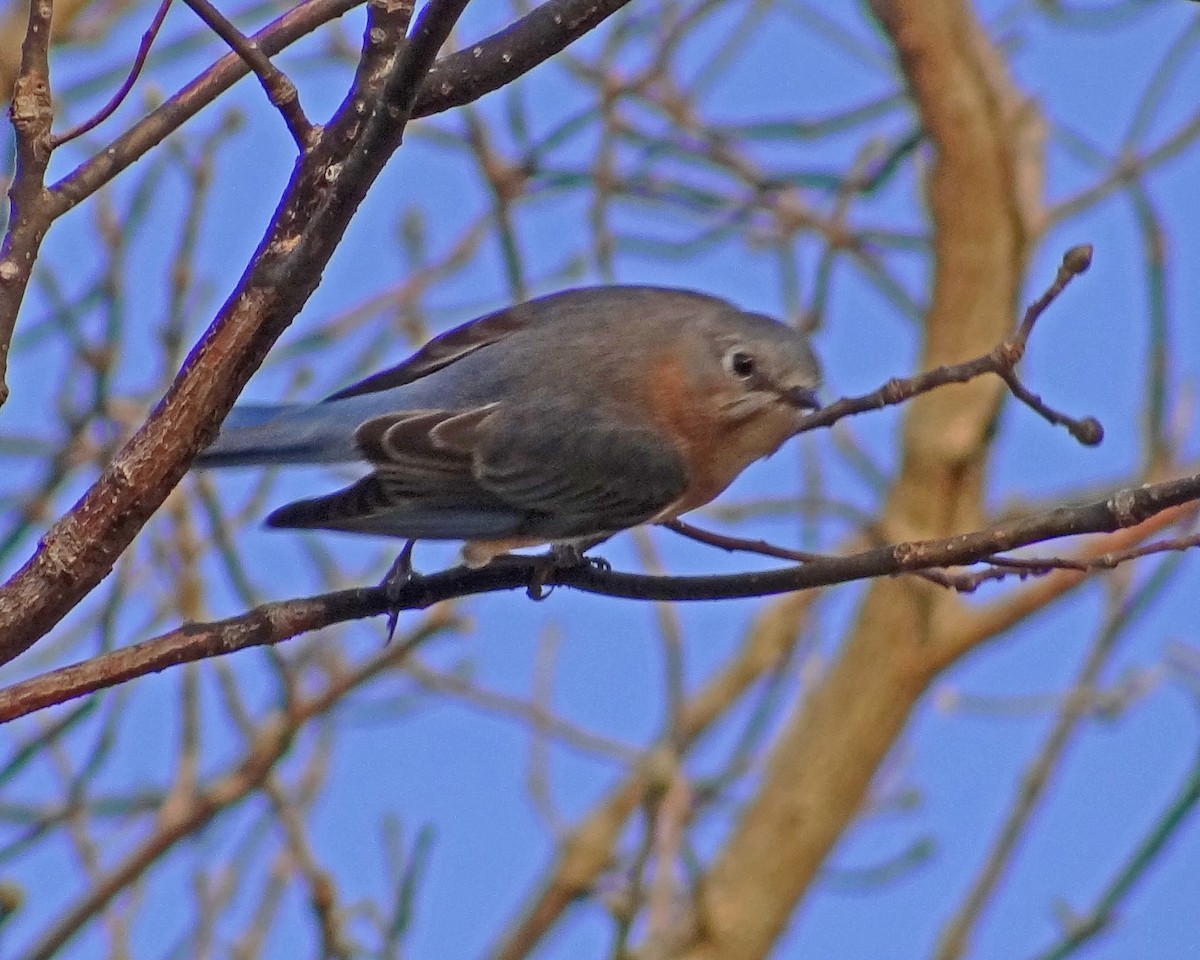 Eastern Bluebird - ML645548348