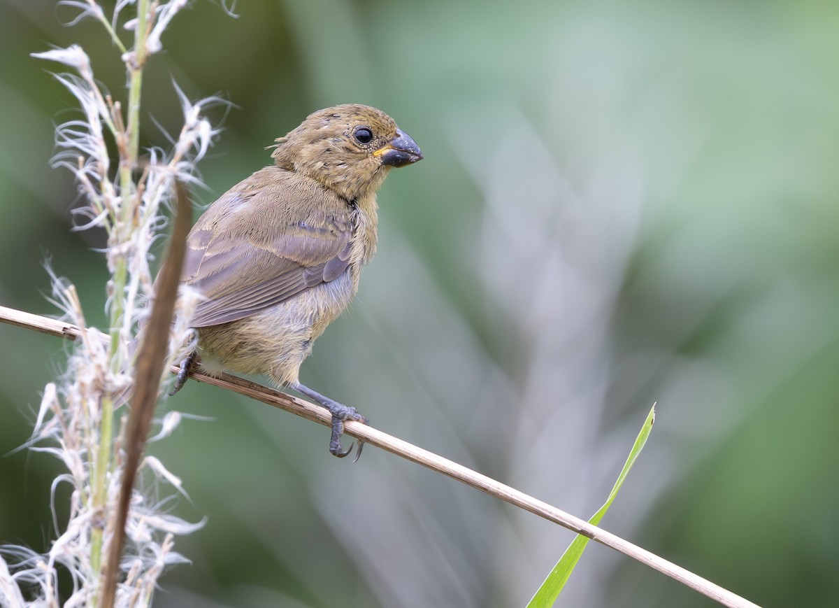 Variable Seedeater - ML645548350