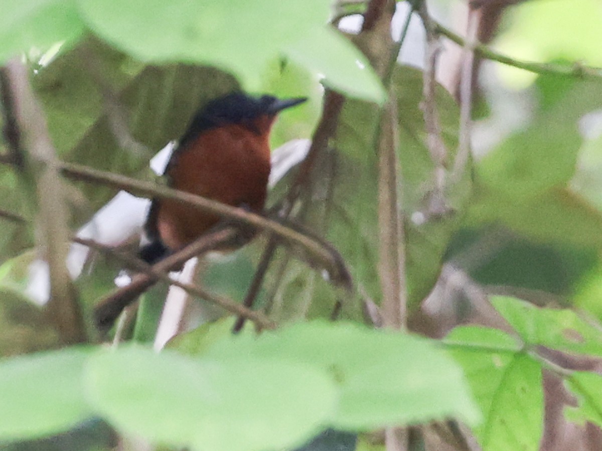 Dot-winged Antwren - ML645548364