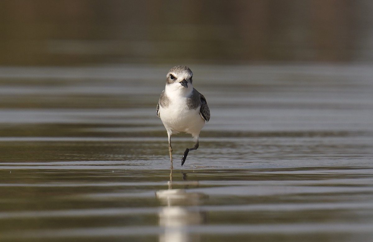Tibet Cılıbıtı - ML645548368