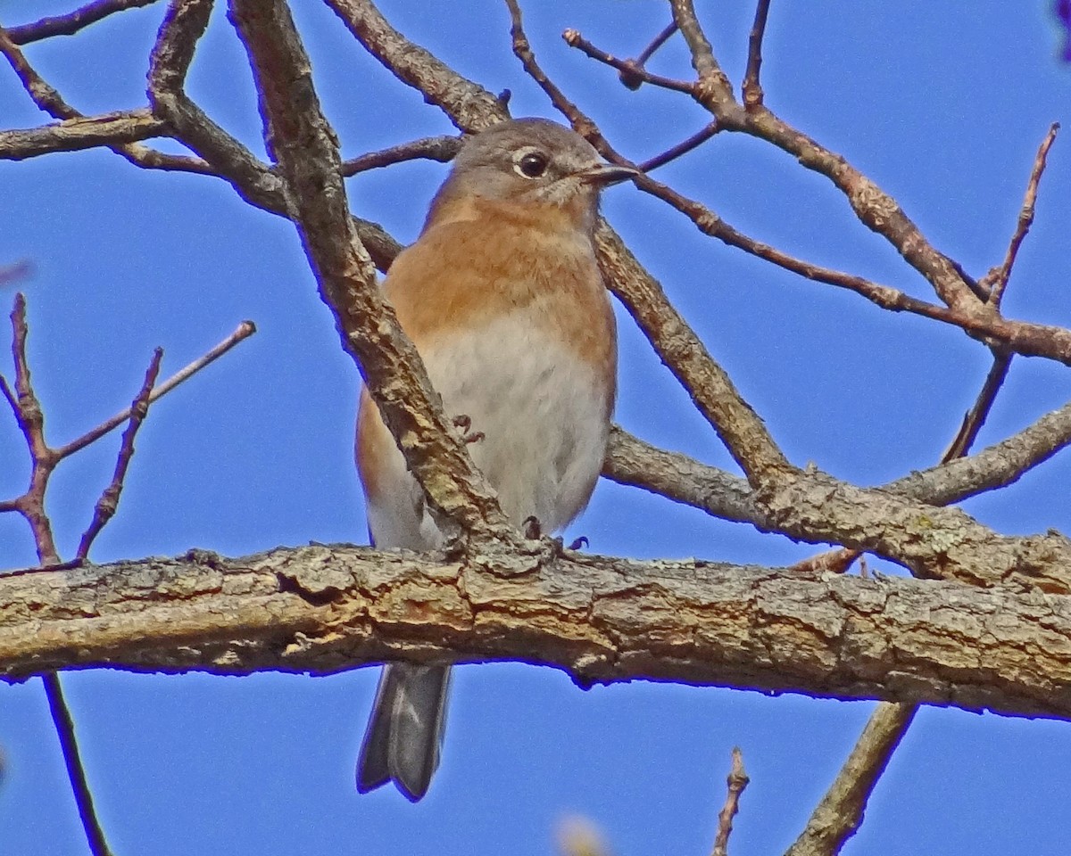 Eastern Bluebird - ML645548401