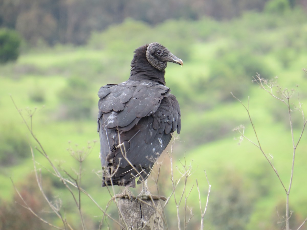 Black Vulture - ML645548406