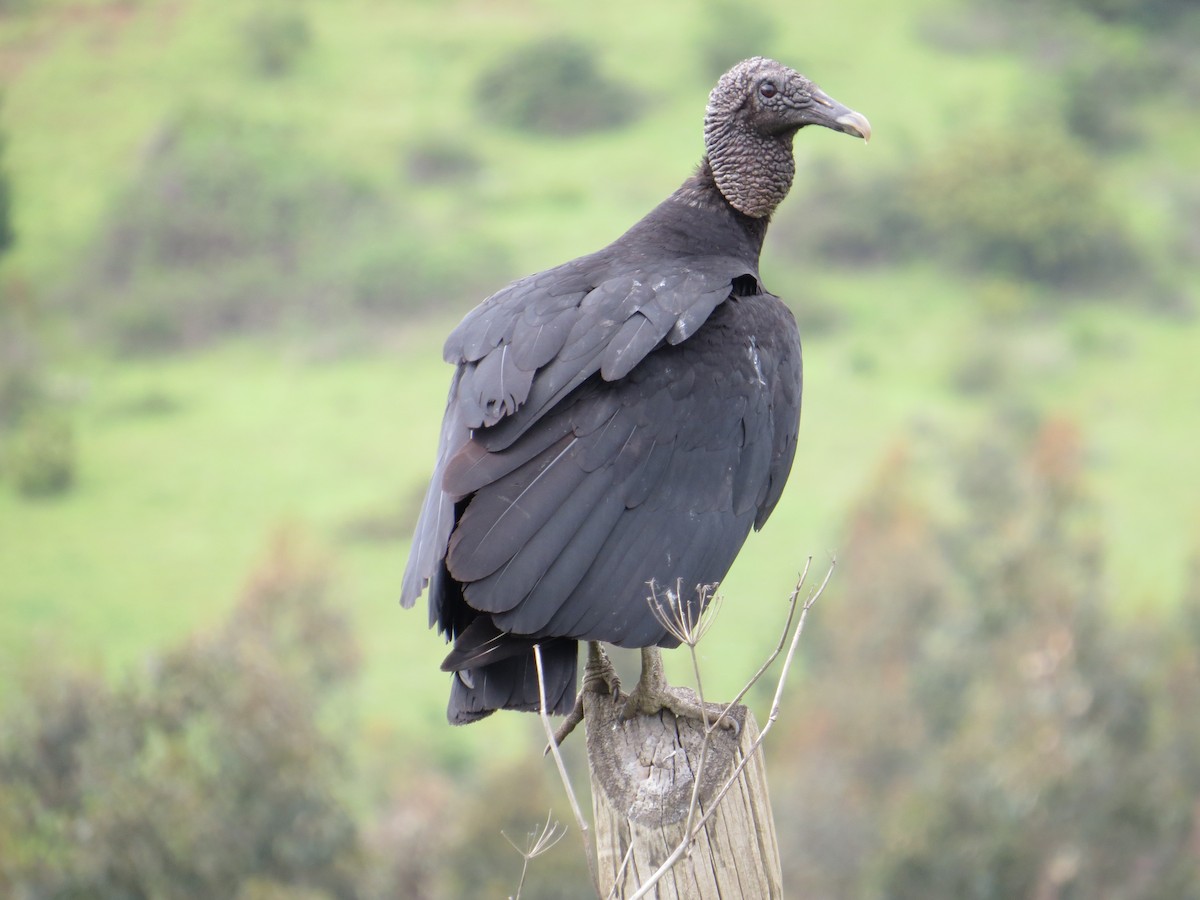 Black Vulture - ML645548407