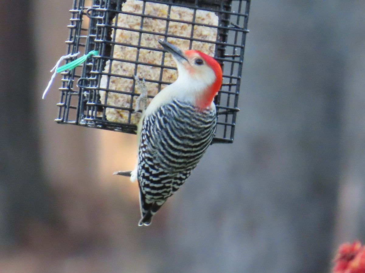 Red-bellied Woodpecker - ML645548409