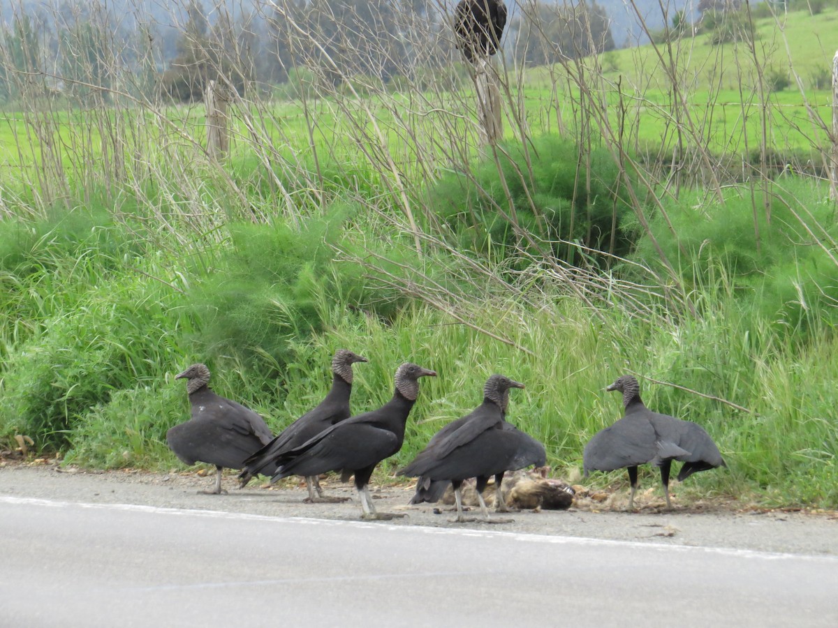 Black Vulture - ML645548410