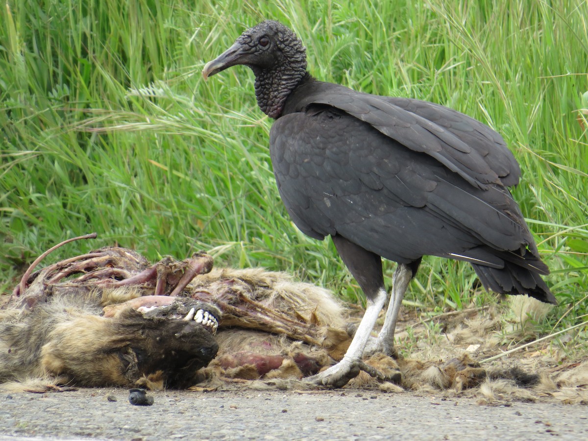Black Vulture - ML645548411