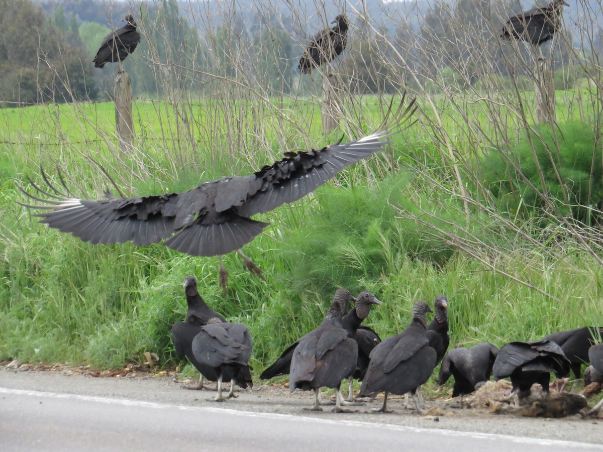 Black Vulture - ML645548412
