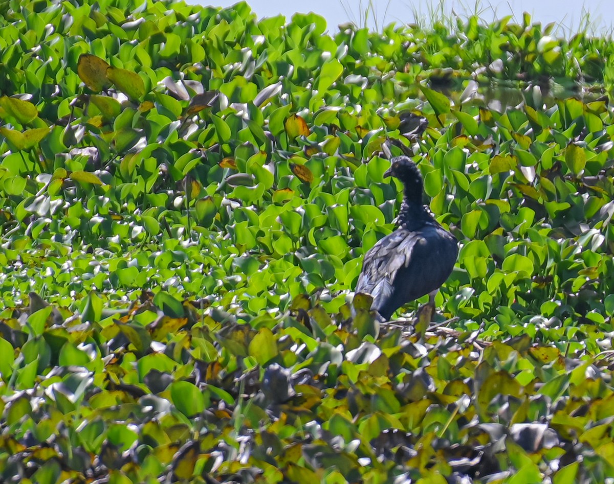 kamiš růžkatý - ML645548416