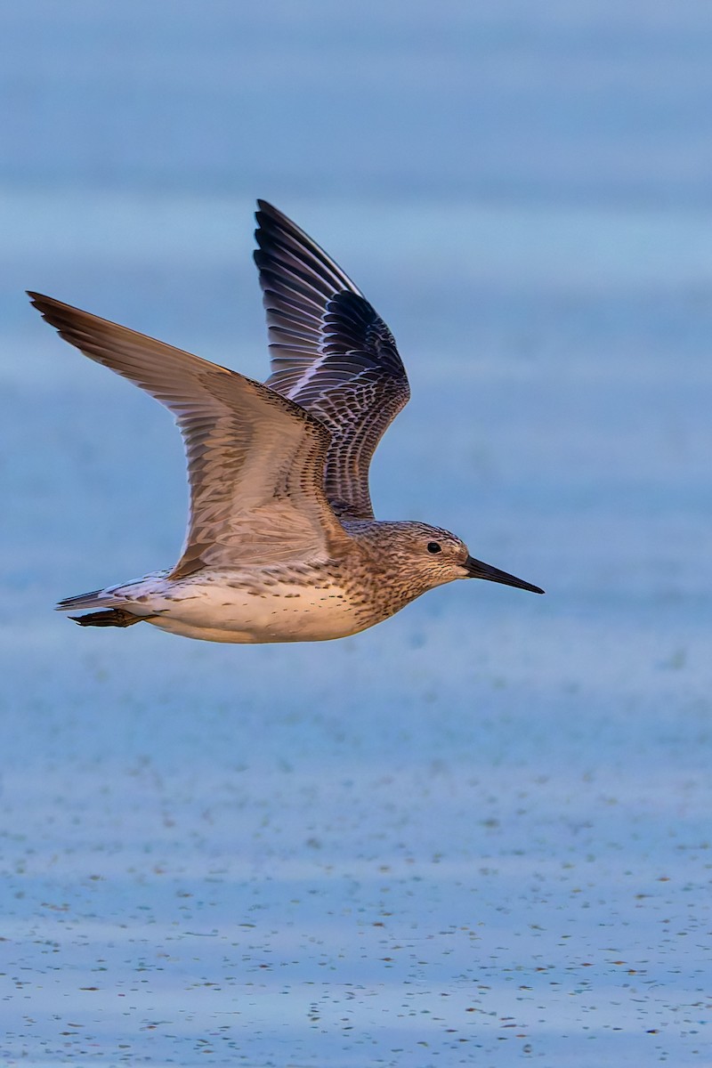 Great Knot - ML645548429