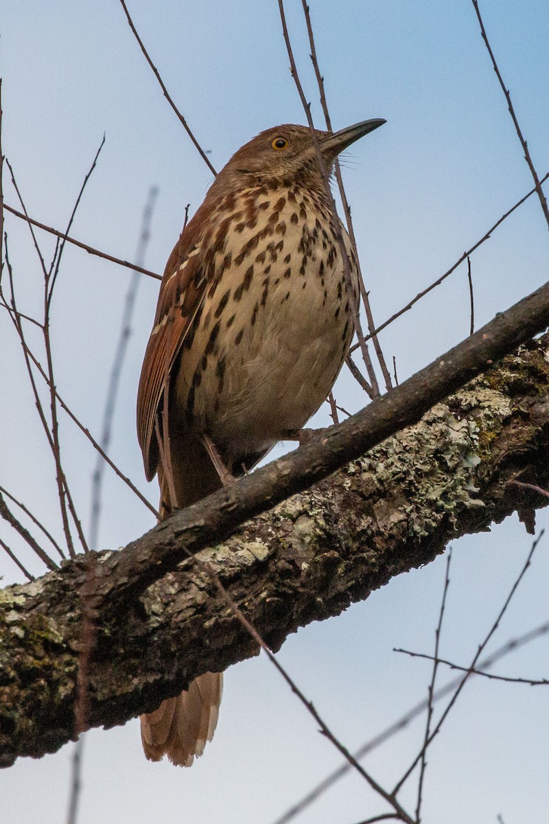 Brown Thrasher - ML645548431