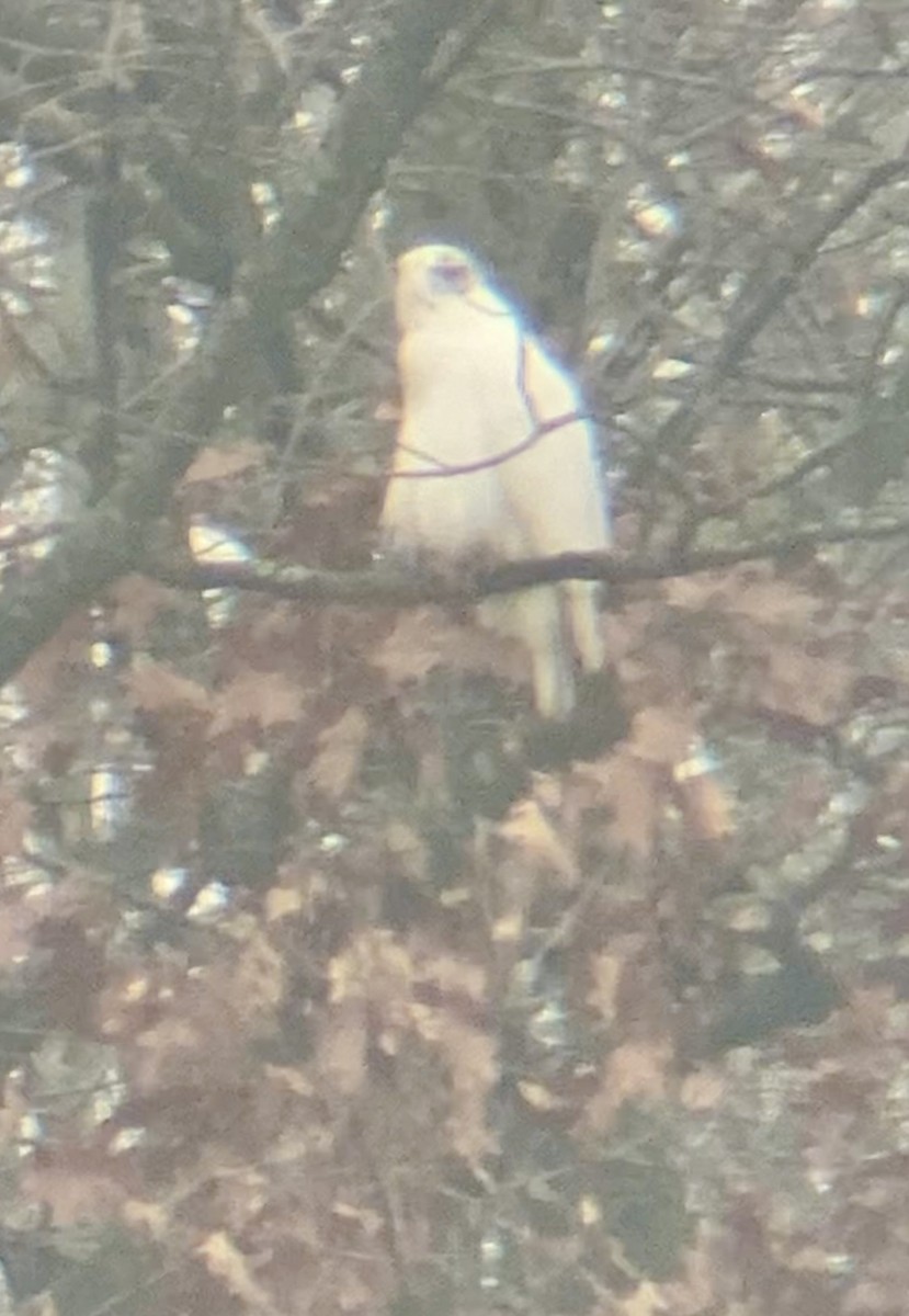 Red-tailed Hawk - ML645548433