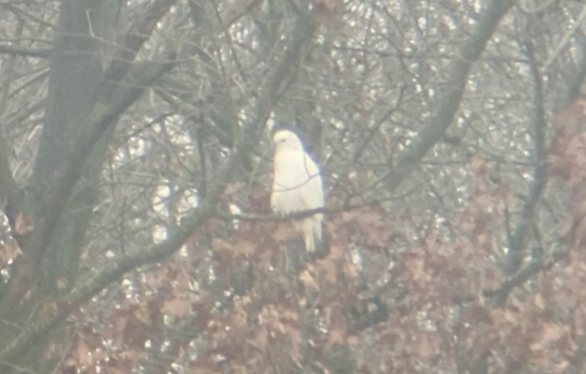 Red-tailed Hawk - ML645548434
