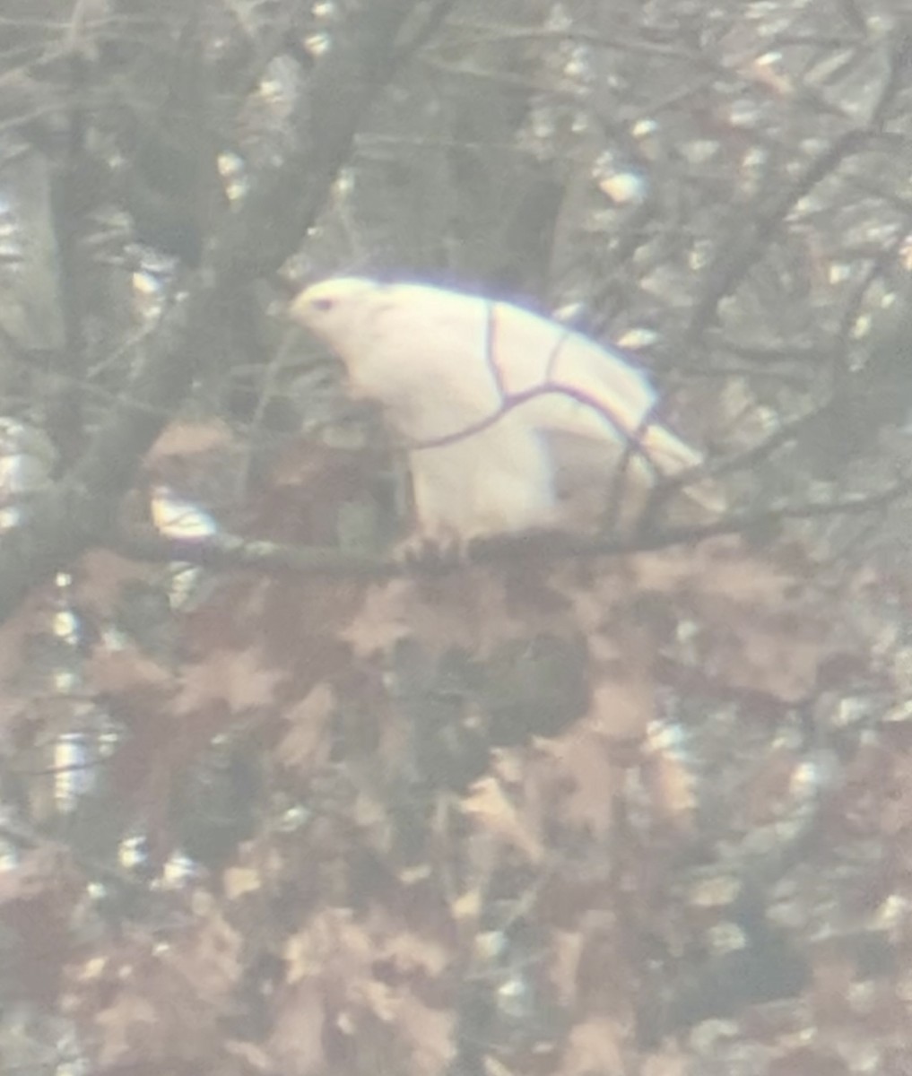 Red-tailed Hawk - ML645548435