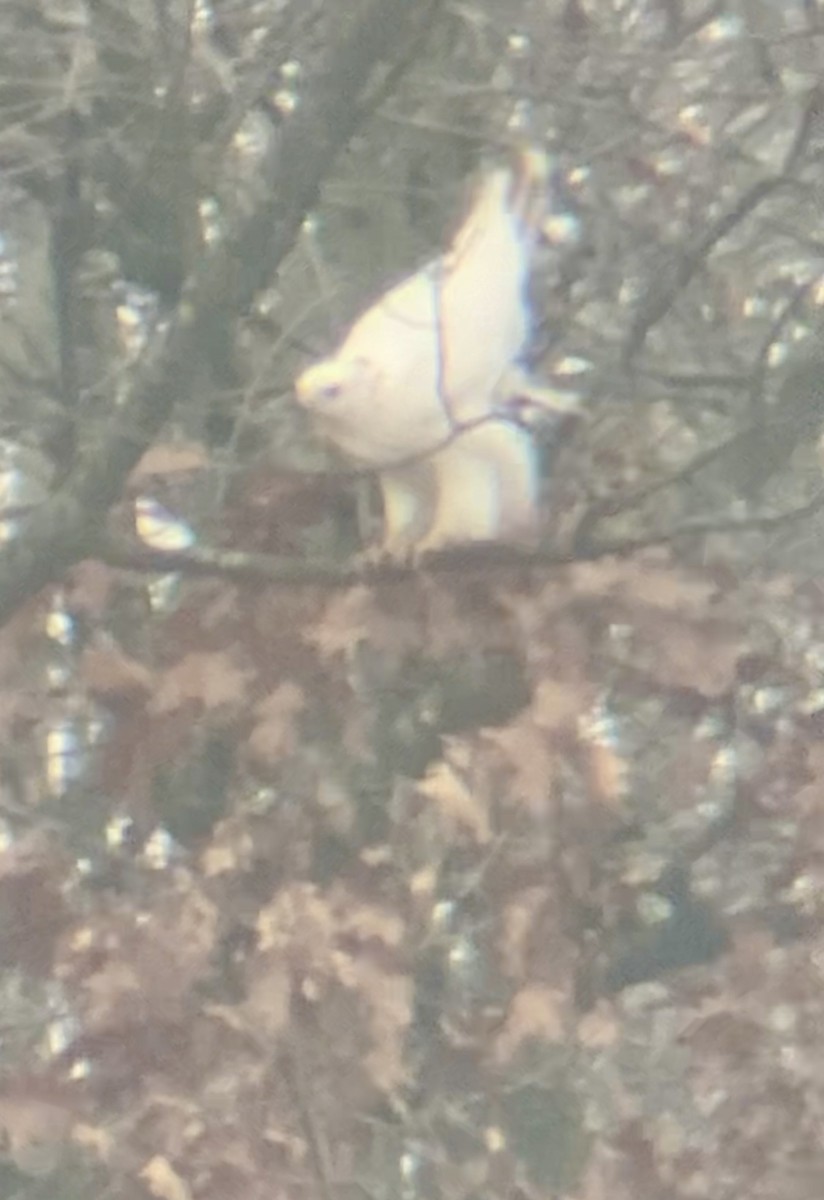 Red-tailed Hawk - ML645548436