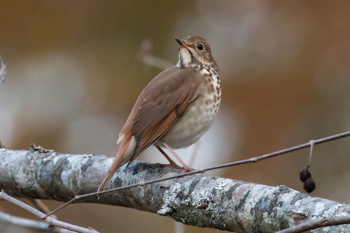 Hermit Thrush - ML645548440