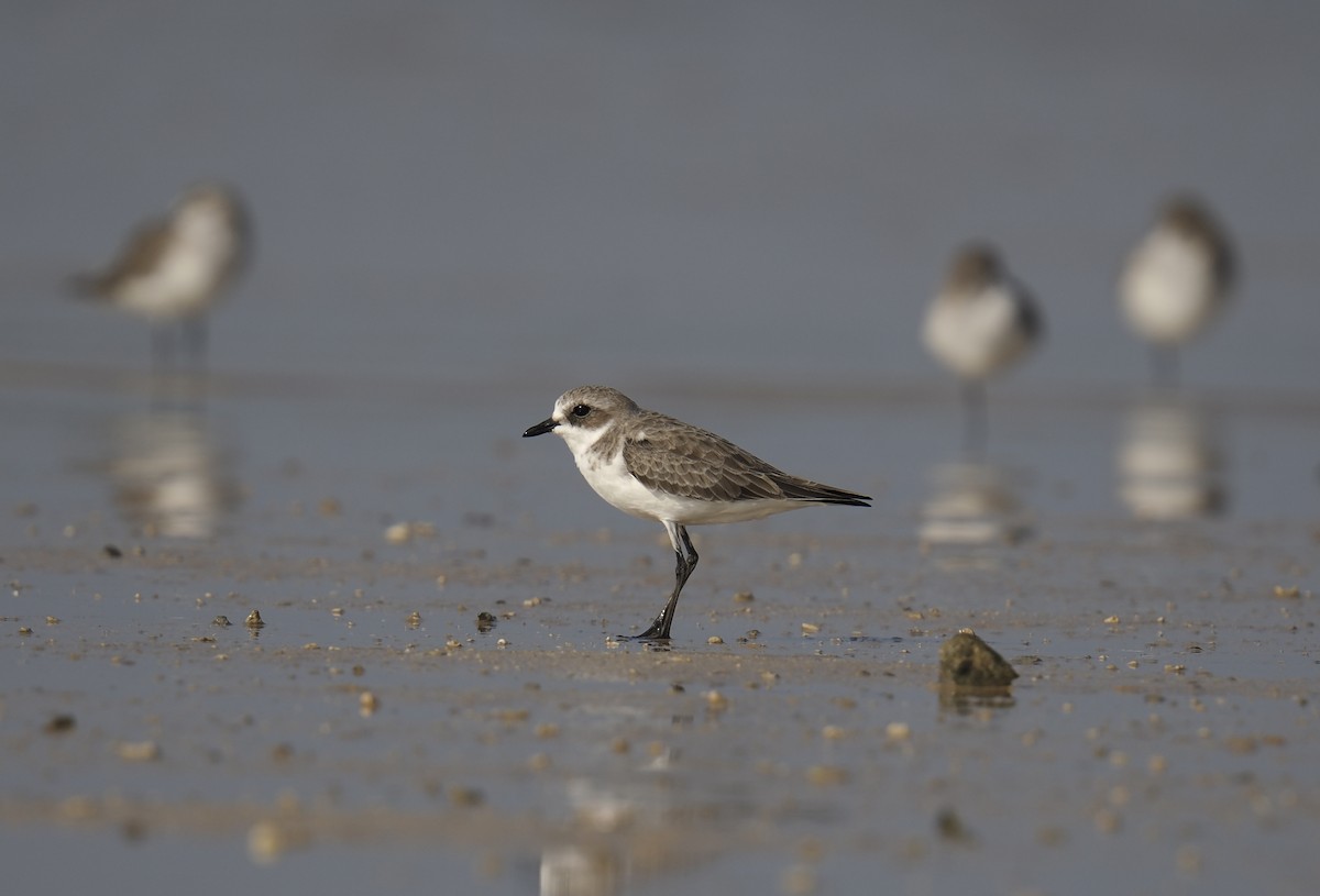 Tibet Cılıbıtı - ML645548460