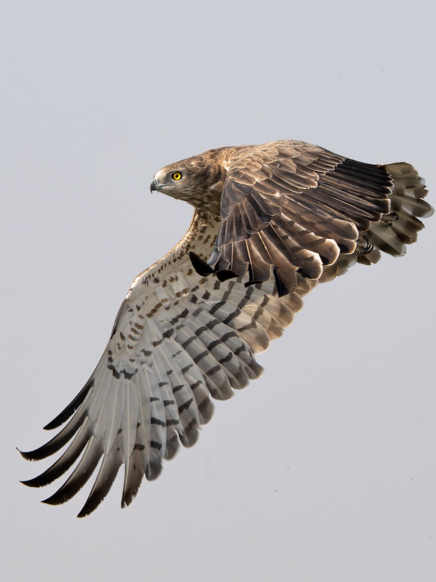 Short-toed Snake-Eagle - ML645548464