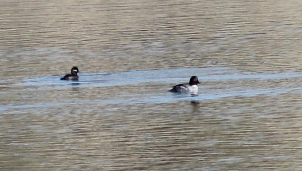 Common Goldeneye - ML645548491