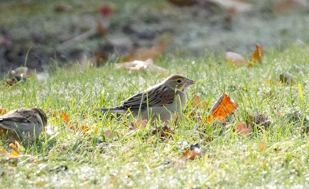 papežík americký - ML645548492