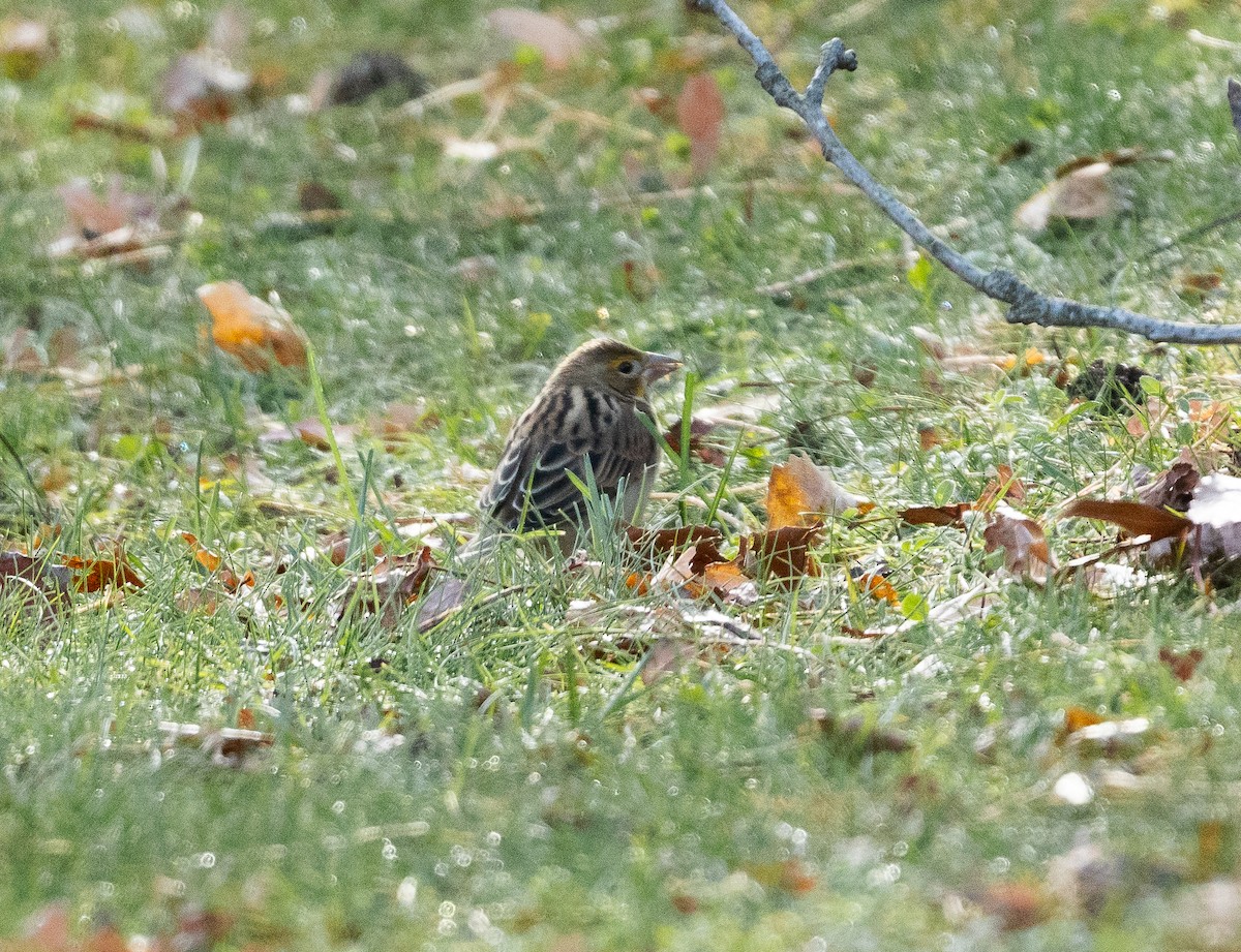 papežík americký - ML645548493