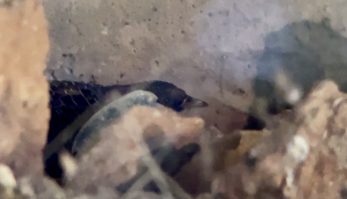 Yellow Rail - ML645548505