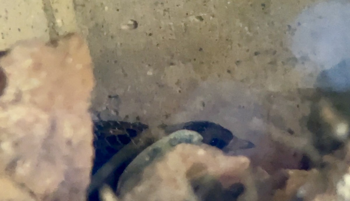 Yellow Rail - ML645548506