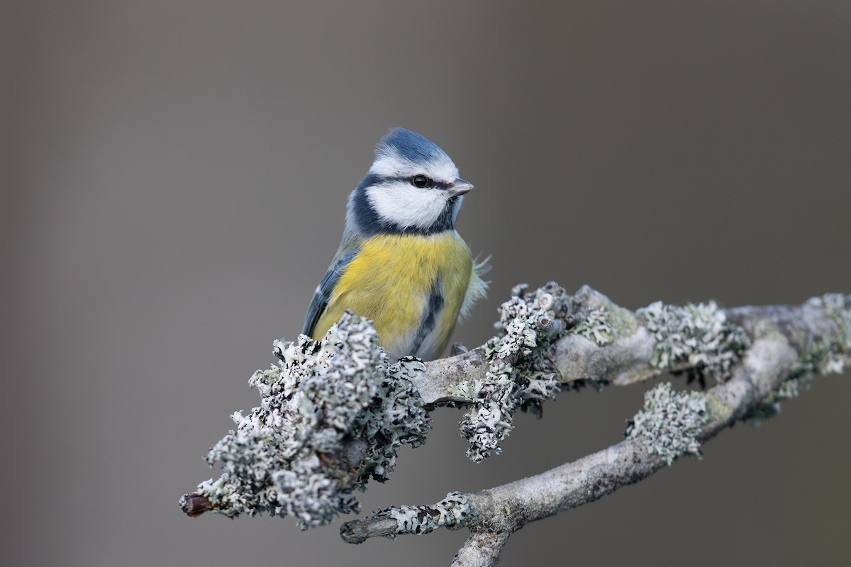 Eurasian Blue Tit - ML645548537