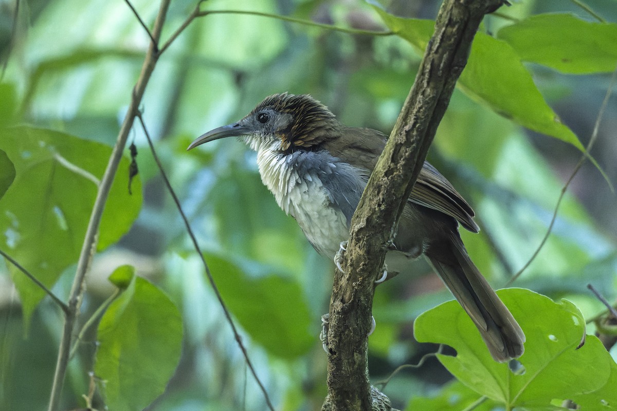 Large Scimitar-Babbler - ML645548546