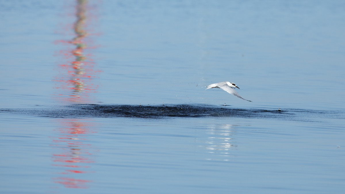 Forster's Tern - ML645548563
