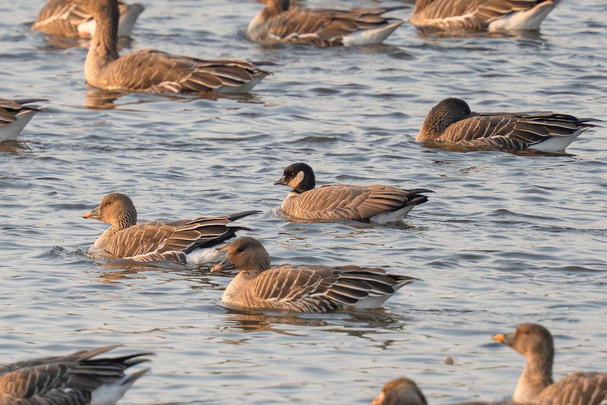 Cackling Goose (Aleutian) - ML645548580