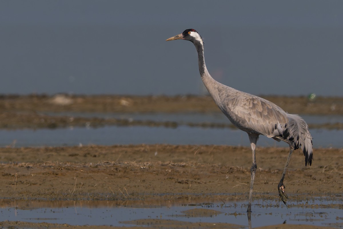 Common Crane - ML645548581