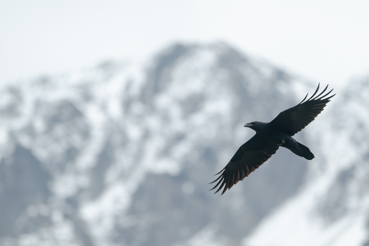 Common Raven - ML645548591