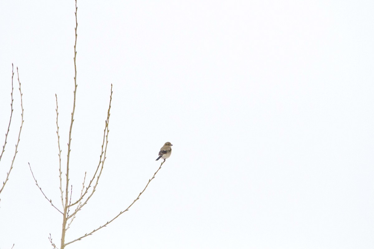 Northern Shrike - ML645548602