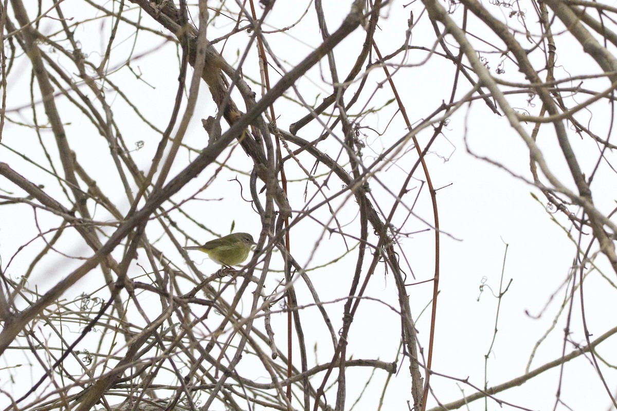 Orange-crowned Warbler - ML645548608