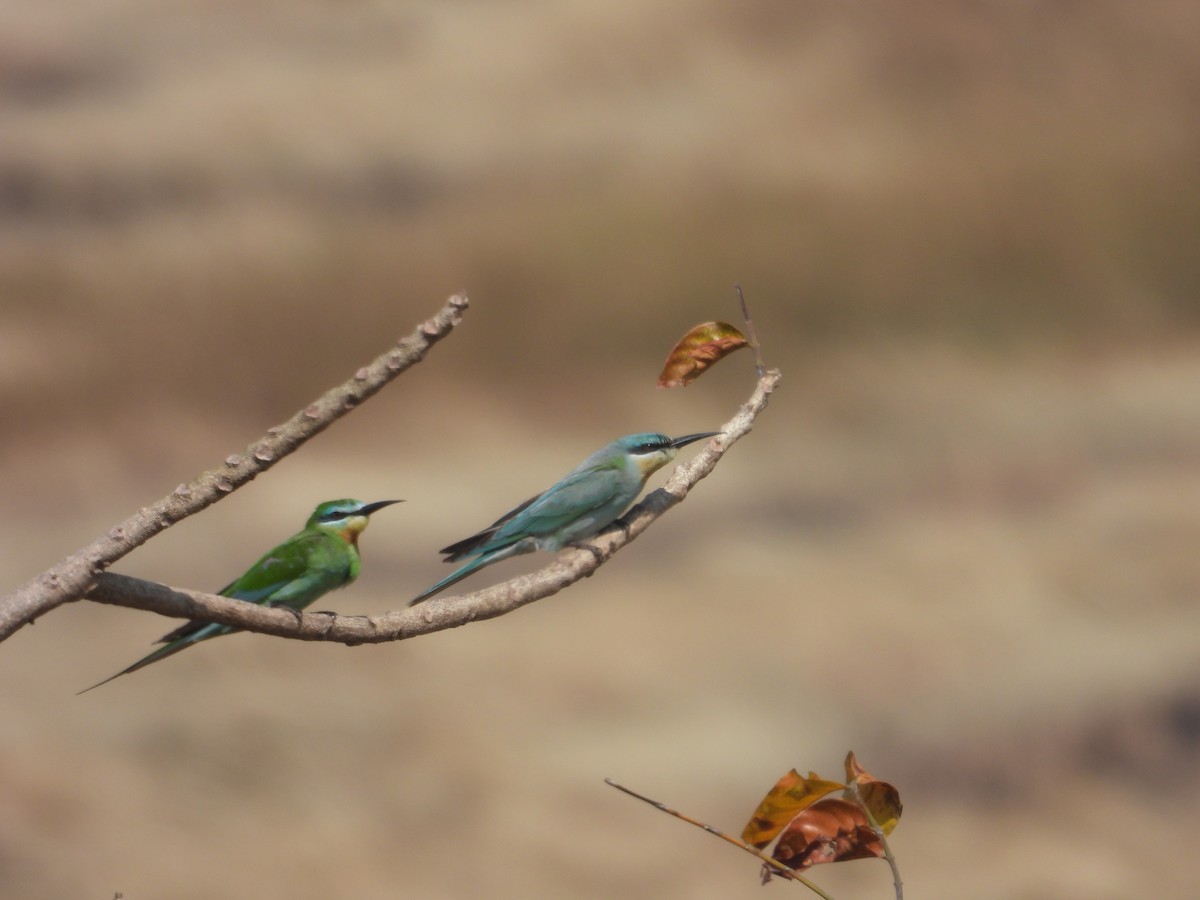 Blue-cheeked Bee-eater - ML645548621