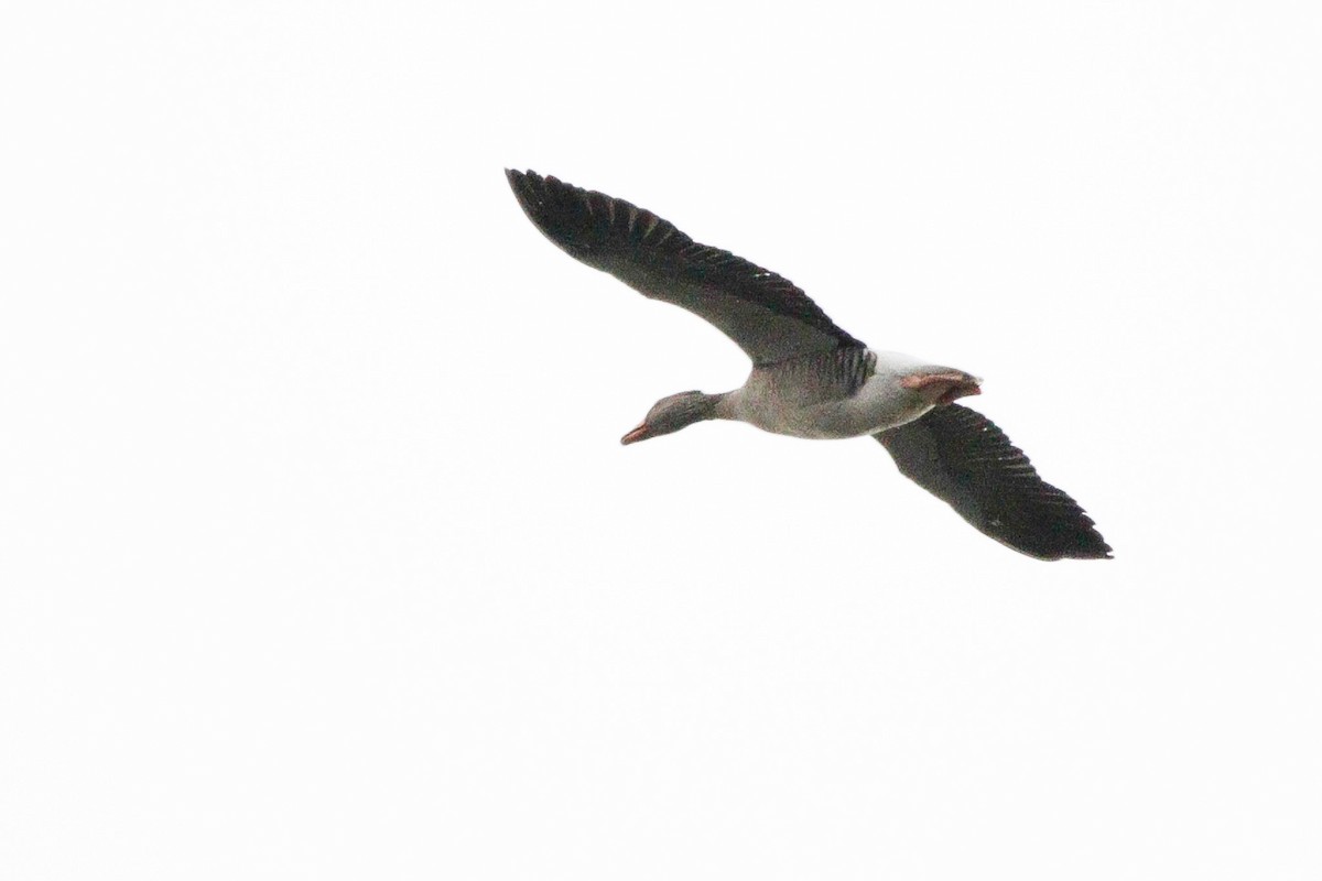 Гуска сіра - ML645548629