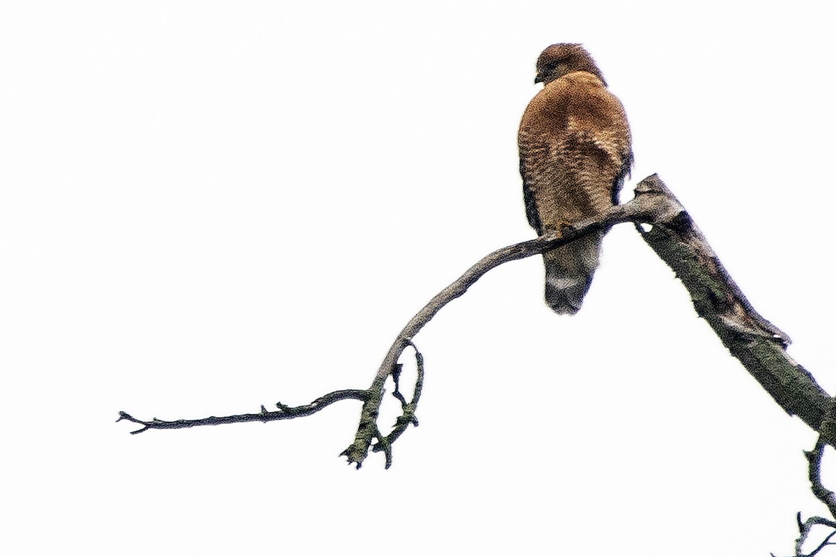 káně páskovaná - ML645548630