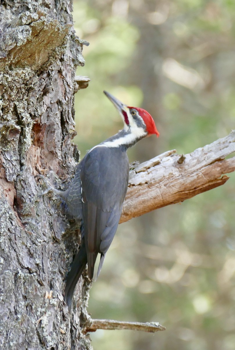 Pileated Woodpecker - ML645548638